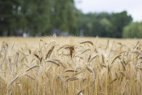 Slika je simbolična / Foto: Pixabay