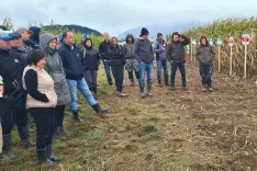 Pridelovalci koruze ob ogledu poskusa s 37 hibridi na Šifrerjevi njivi / Foto: Cveto Zaplotnik