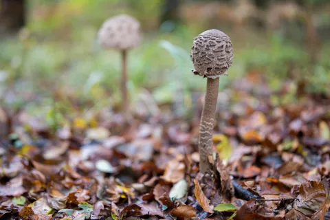    / Foto: Primož Pičulin