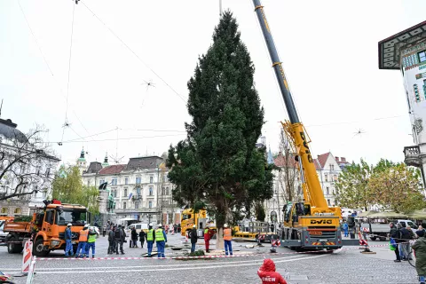 Košata lepotica iz jeseniške Podmežakle že stoji na Prešernovem trgu v Ljubljani. / Foto: Žiga Živulović Jr./f.a.bobo