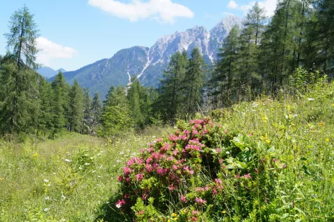 Grmiček dlakastega sleča na Vršiču / Foto: Jurij Kurillo