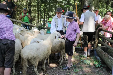 Jezersko-solčavska ovca je glavna zanimivost najstarejše etnografske prireditve v Sloveniji. / Foto: Tina Dokl