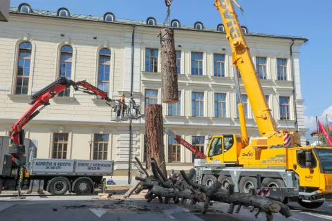 Posek orjaške sekvoje je izvedlo kranjsko podjetje Gozdar Kne, ki se ukvarja z zahtevnimi poseki dreves. / Foto: Tina Dokl