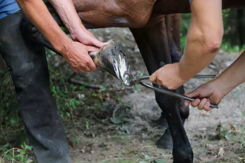 37. Kmečki praznik pod Storžičem / Foto: Tina Dokl