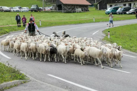 ovčarski bal Zatrnik občina Gorje / Foto: Tina Dokl