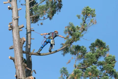 sekvoja 33m visoka, 6,20m obseg na štoru podiranje žaganje odstranitev gimnazija Kranj na fotografiji Tomaž Strupi / Foto: Tina Dokl