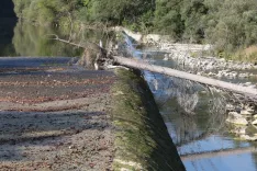 reka Sava Bohinjka jez smrad gnoj drek človeški iztrebki svinjarija ekološka katastrofa občina Bled vas Lancovo občina Radovljica / Foto: Gorazd Kavčič